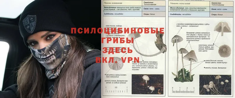 Галлюциногенные грибы Psilocybe Зеленогорск