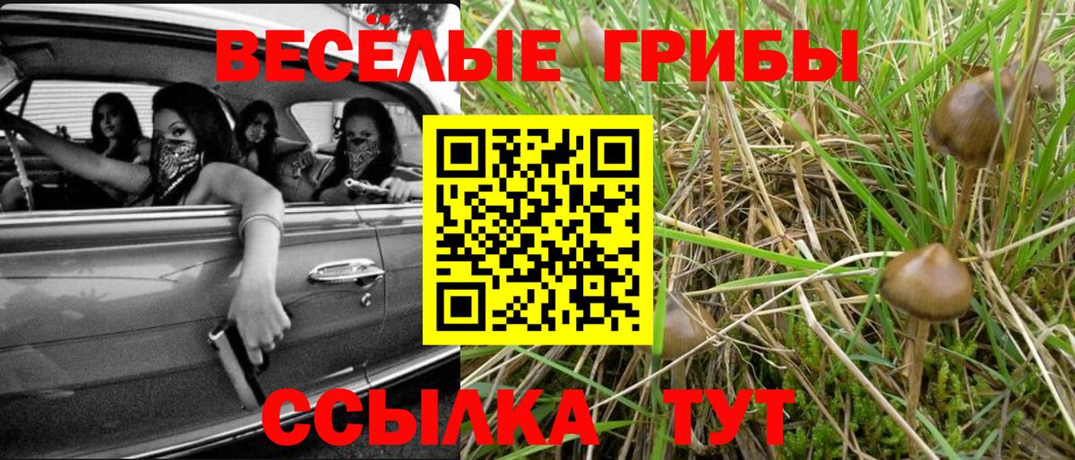 Галлюциногенные грибы Cubensis  Зеленогорск 